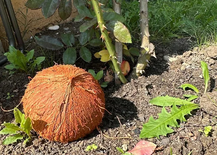 Boulevard Sea Residenz 5*